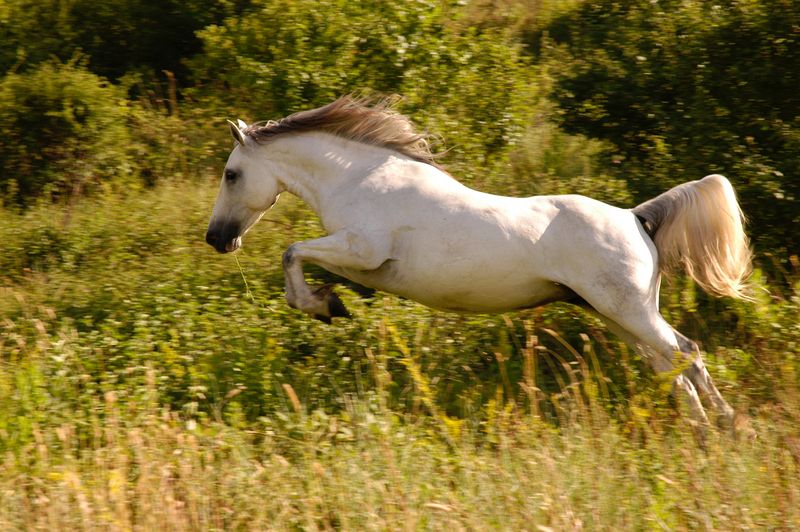 Horse Affiliate Programs For Equine Enthusiasts
