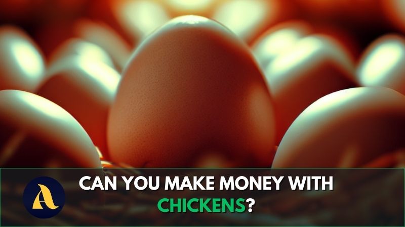Can you make money with chickens