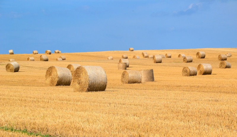 hay bales on a field