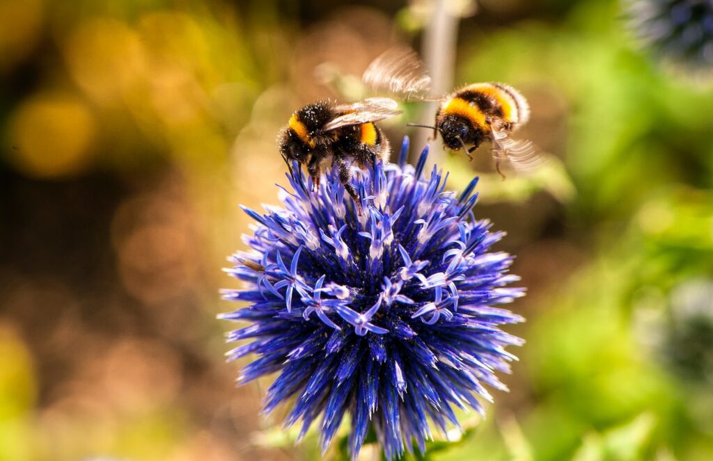 bees on a flower